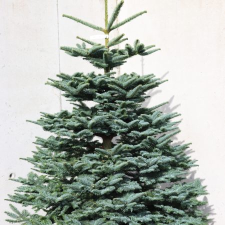 Noble Fir Christmas Tree