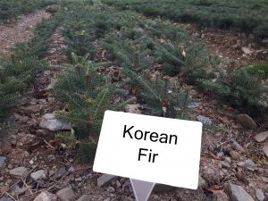 korean fir christmas tree plant